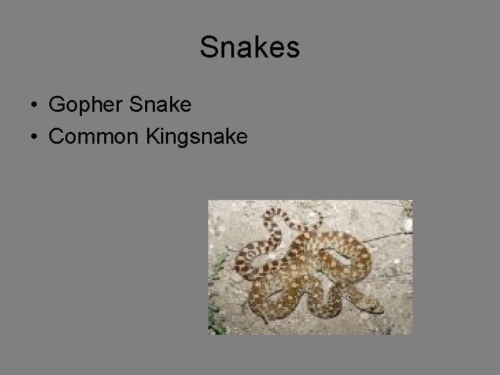 Snakes • Gopher Snake • Common Kingsnake 
