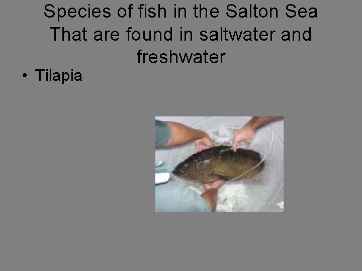Species of fish in the Salton Sea That are found in saltwater and freshwater