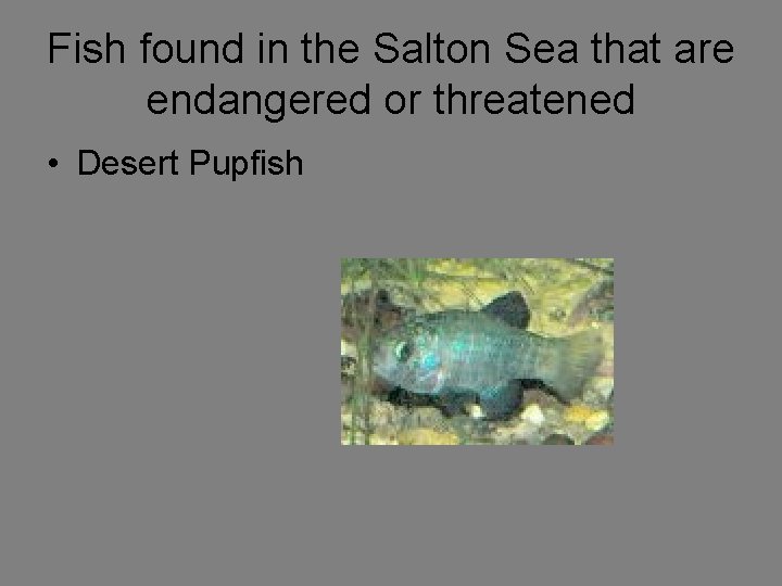 Fish found in the Salton Sea that are endangered or threatened • Desert Pupfish
