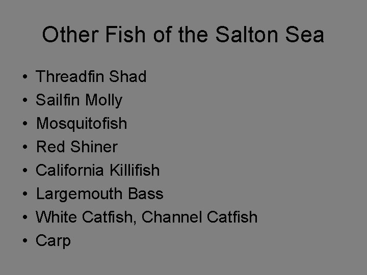 Other Fish of the Salton Sea • • Threadfin Shad Sailfin Molly Mosquitofish Red