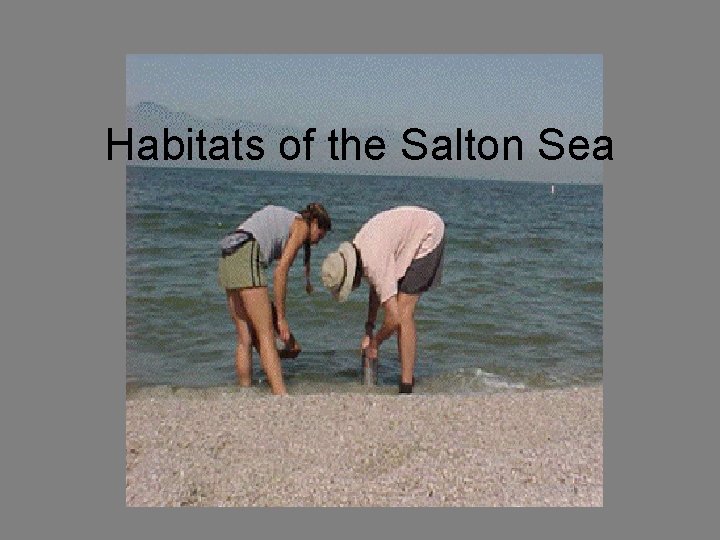 Habitats of the Salton Sea 