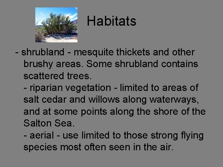 Habitats - shrubland - mesquite thickets and other brushy areas. Some shrubland contains scattered