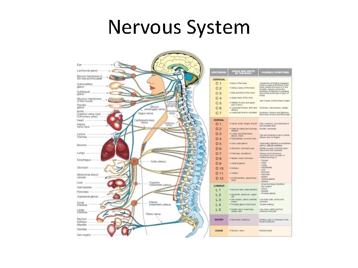 Nervous System 