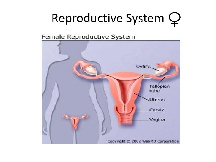 Reproductive System 