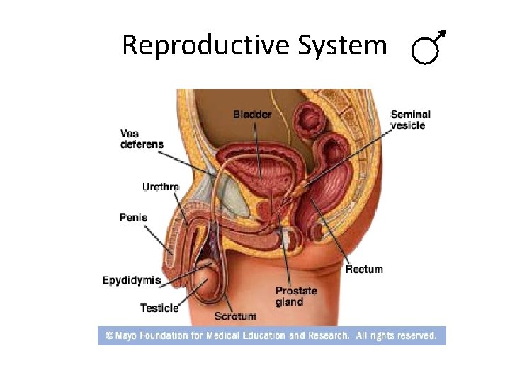 Reproductive System 