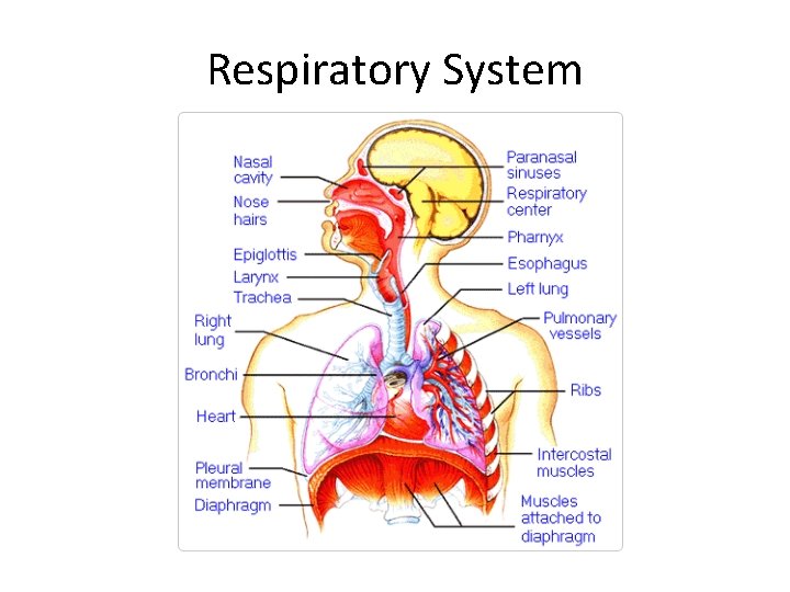 Respiratory System 