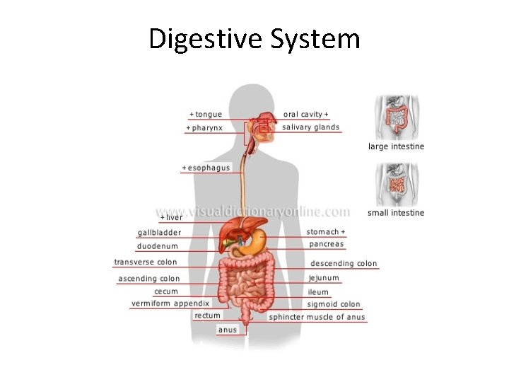 Digestive System 