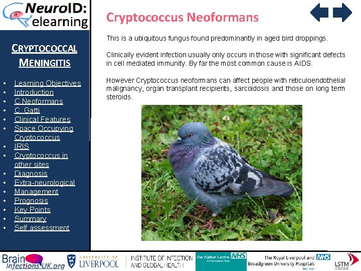 Cryptococcus Neoformans CRYPTOCOCCAL MENINGITIS • • • • Learning Objectives Introduction C. Neoformans C.