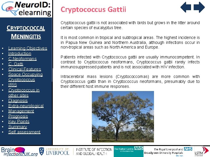 Cryptococcus Gattii CRYPTOCOCCAL MENINGITIS • • • • Learning Objectives Introduction C. Neoformans C.