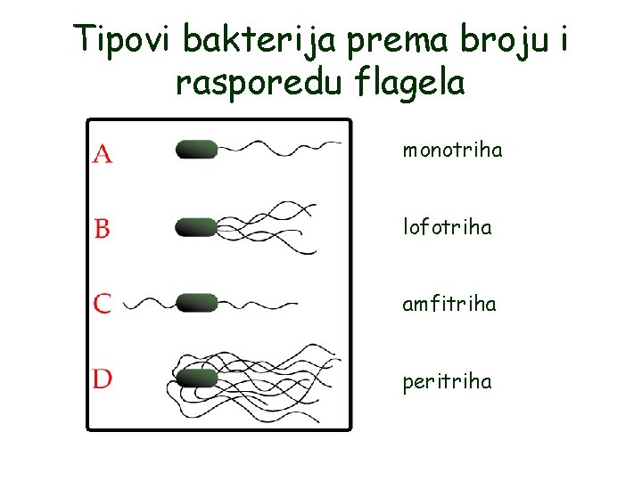Tipovi bakterija prema broju i rasporedu flagela monotriha lofotriha amfitriha peritriha 