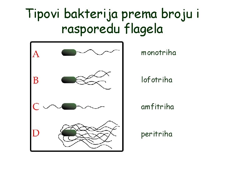 Tipovi bakterija prema broju i rasporedu flagela monotriha lofotriha amfitriha peritriha Tipovi bakterija prema broju i rasporedu flagela monotriha lofotriha amfitriha peritriha