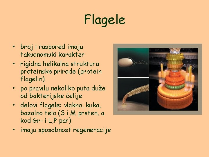 Flagele • broj i raspored imaju taksonomski karakter • rigidna helikalna struktura proteinske prirode Flagele • broj i raspored imaju taksonomski karakter • rigidna helikalna struktura proteinske prirode