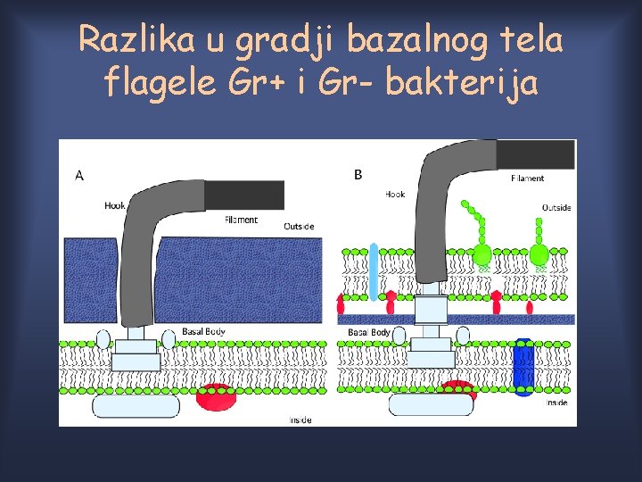 Razlika u gradji bazalnog tela flagele Gr+ i Gr- bakterija 