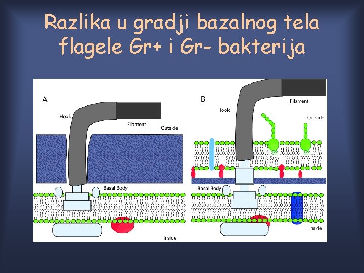 Razlika u gradji bazalnog tela flagele Gr+ i Gr- bakterija Razlika u gradji bazalnog tela flagele Gr+ i Gr- bakterija