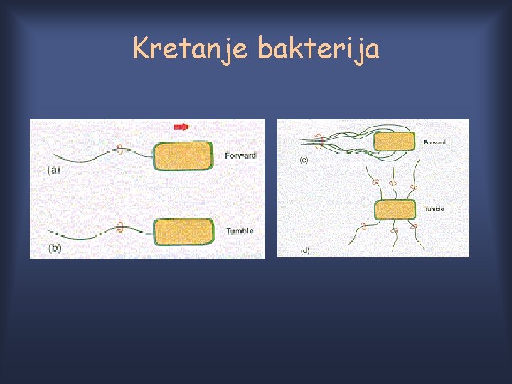 Kretanje bakterija Kretanje bakterija
