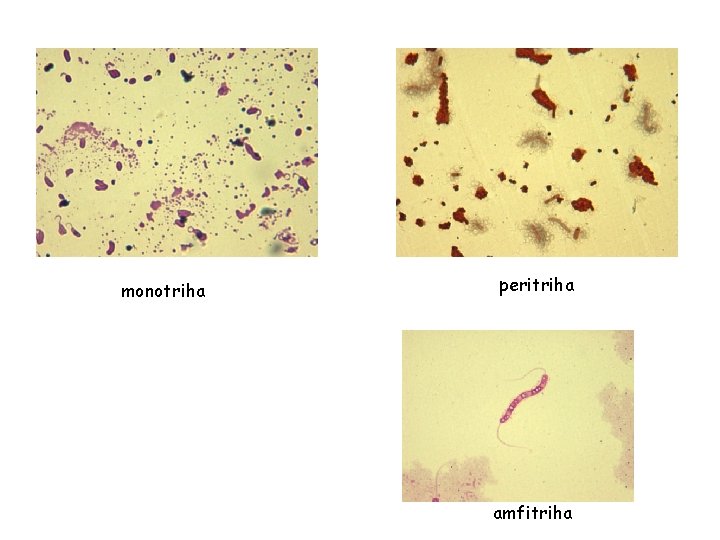monotriha peritriha amfitriha monotriha peritriha amfitriha
