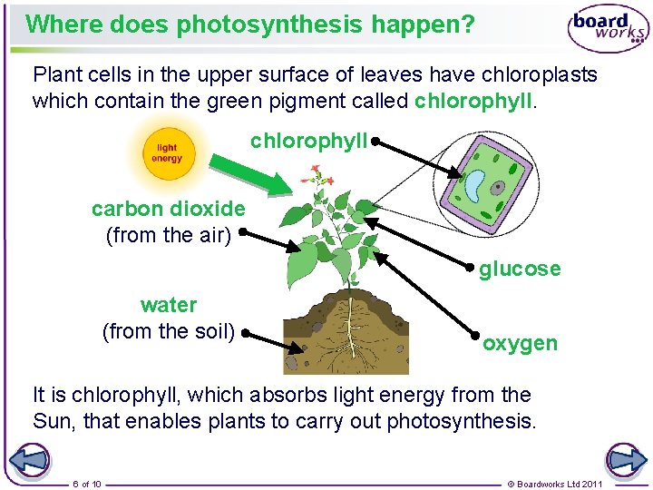 Where does photosynthesis happen? Plant cells in the upper surface of leaves have chloroplasts