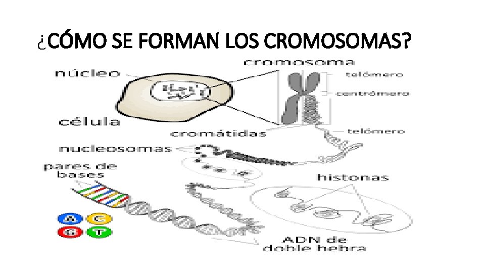 ¿CÓMO SE FORMAN LOS CROMOSOMAS? 