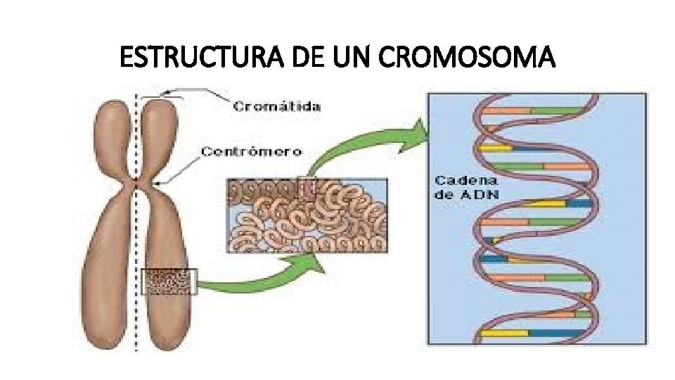 ESTRUCTURA DE UN CROMOSOMA 