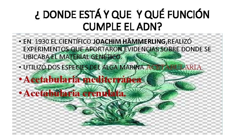 ¿ DONDE ESTÁ Y QUE Y QUÉ FUNCIÓN CUMPLE EL ADN? • EN 1930