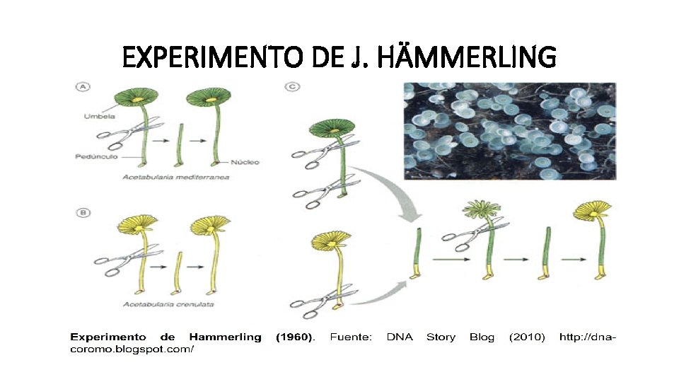 EXPERIMENTO DE J. HÄMMERLING 