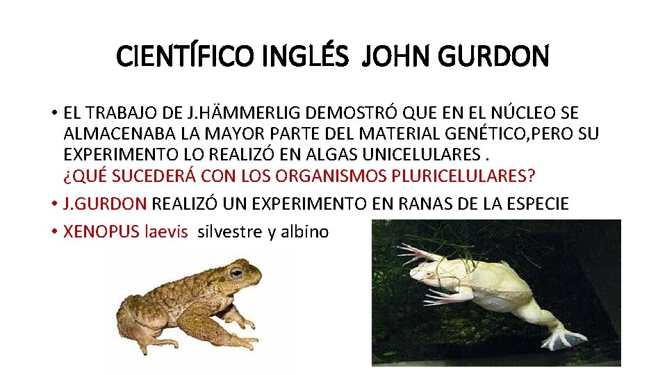 CIENTÍFICO INGLÉS JOHN GURDON • EL TRABAJO DE J. HÄMMERLIG DEMOSTRÓ QUE EN EL