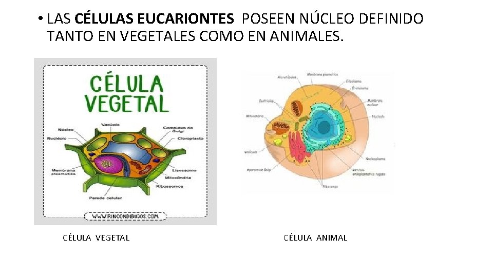  • LAS CÉLULAS EUCARIONTES POSEEN NÚCLEO DEFINIDO TANTO EN VEGETALES COMO EN ANIMALES.