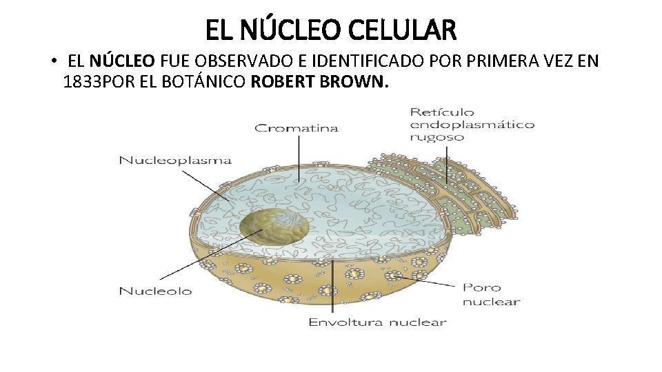 EL NÚCLEO CELULAR • EL NÚCLEO FUE OBSERVADO E IDENTIFICADO POR PRIMERA VEZ EN