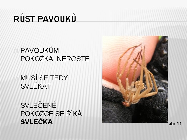 RŮST PAVOUKŮ � PAVOUKŮM POKOŽKA NEROSTE � MUSÍ SE TEDY SVLÉKAT � SVLEČENÉ POKOŽCE