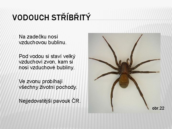 VODOUCH STŘÍBŘITÝ � Na zadečku nosí vzduchovou bublinu. � Pod vodou si staví velký