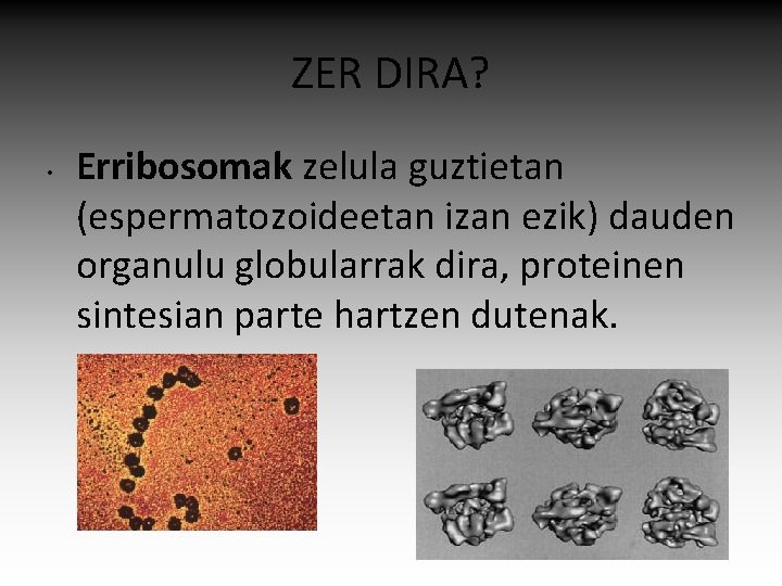 ZER DIRA? • Erribosomak zelula guztietan (espermatozoideetan izan ezik) dauden organulu globularrak dira, proteinen