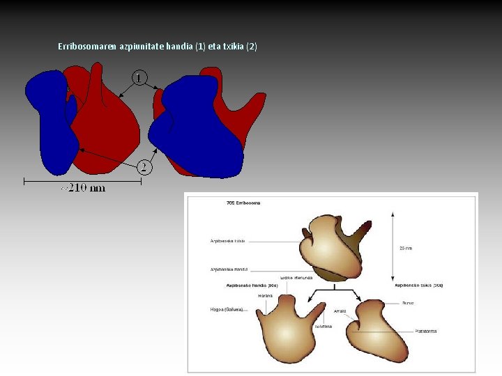 Erribosomaren azpiunitate handia (1) eta txikia (2) 