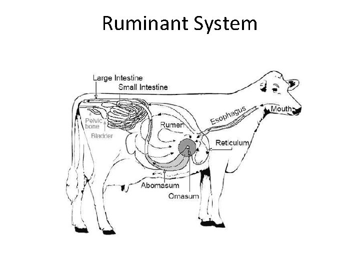 Ruminant System 