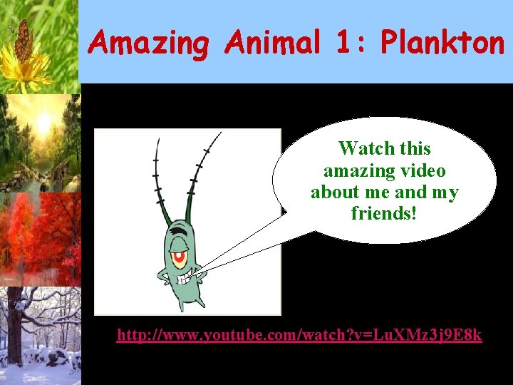 Amazing Animal 1: Plankton Watch this amazing video about me and my friends! http: