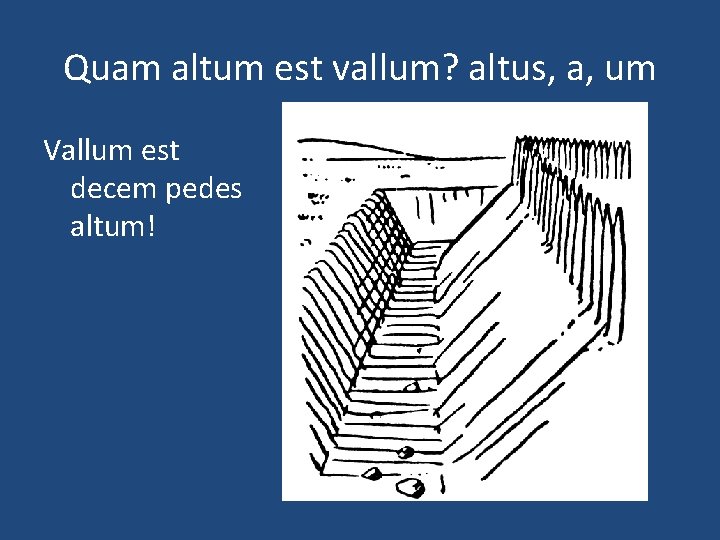 Quam altum est vallum? altus, a, um Vallum est decem pedes altum! 