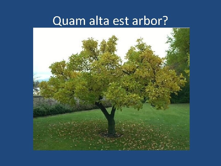 Quam alta est arbor? 