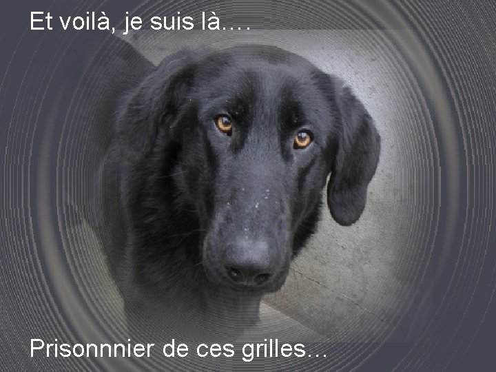 Et voilà, je suis là…. Prisonnnier de ces grilles… 