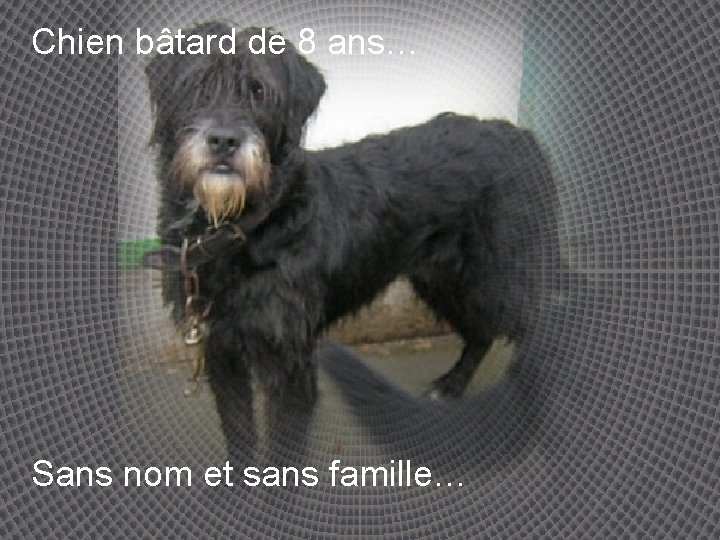 Chien bâtard de 8 ans… Sans nom et sans famille… 