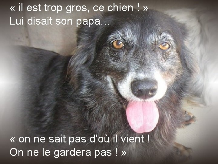  « il est trop gros, ce chien ! » Lui disait son papa…