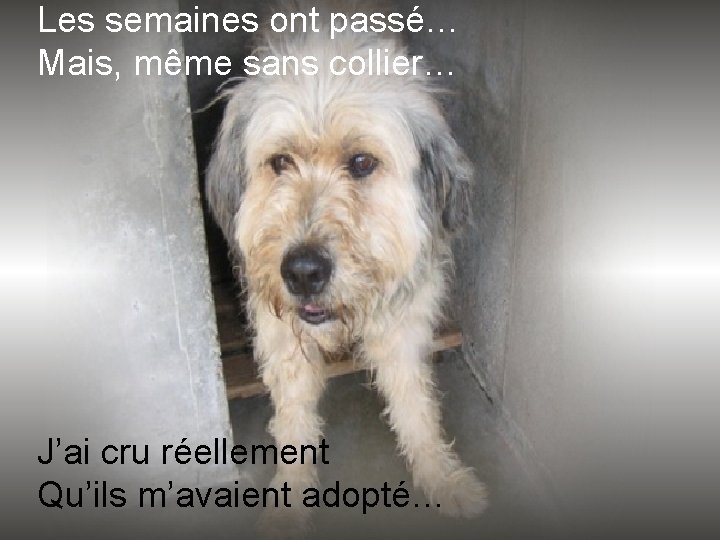 Les semaines ont passé… Mais, même sans collier… J’ai cru réellement Qu’ils m’avaient adopté…