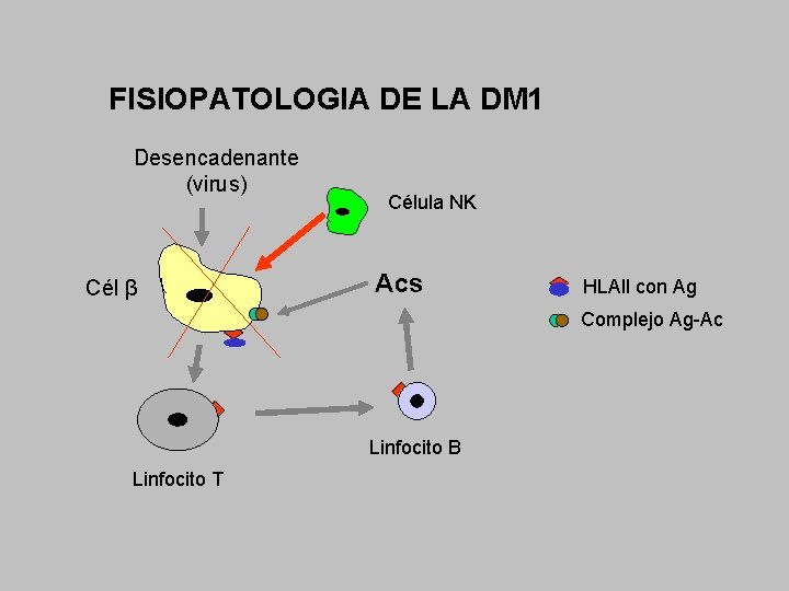 FISIOPATOLOGIA DE LA DM 1 Desencadenante (virus) Cél β Célula NK Acs HLAll con