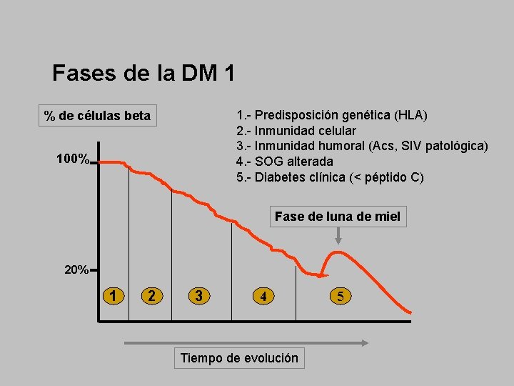 Fases de la DM 1 1. - Predisposición genética (HLA) 2. - Inmunidad celular