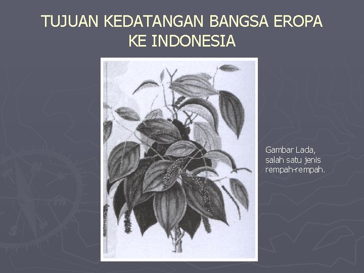 TUJUAN KEDATANGAN BANGSA EROPA KE INDONESIA Gambar Lada, salah satu jenis rempah-rempah. TUJUAN KEDATANGAN BANGSA EROPA KE INDONESIA Gambar Lada, salah satu jenis rempah-rempah.