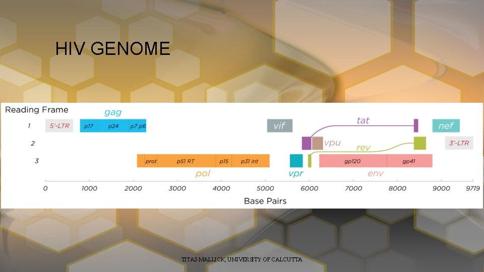 HIV GENOME TITAS MALLICK, UNIVERSITY OF CALCUTTA 