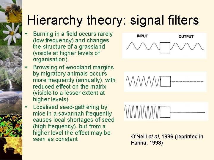 Hierarchy theory: signal filters • Burning in a field occurs rarely (low frequency) and