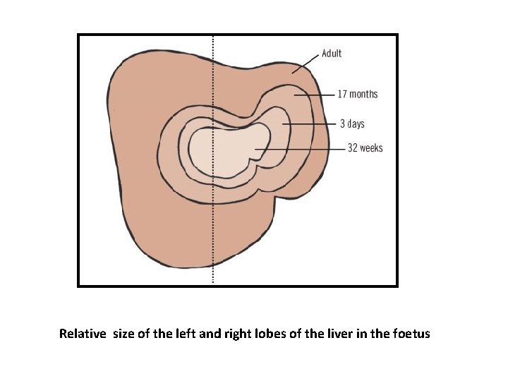 Relative size of the left and right lobes of the liver in the foetus Relative size of the left and right lobes of the liver in the foetus