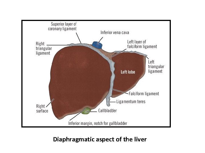 Diaphragmatic aspect of the liver Diaphragmatic aspect of the liver
