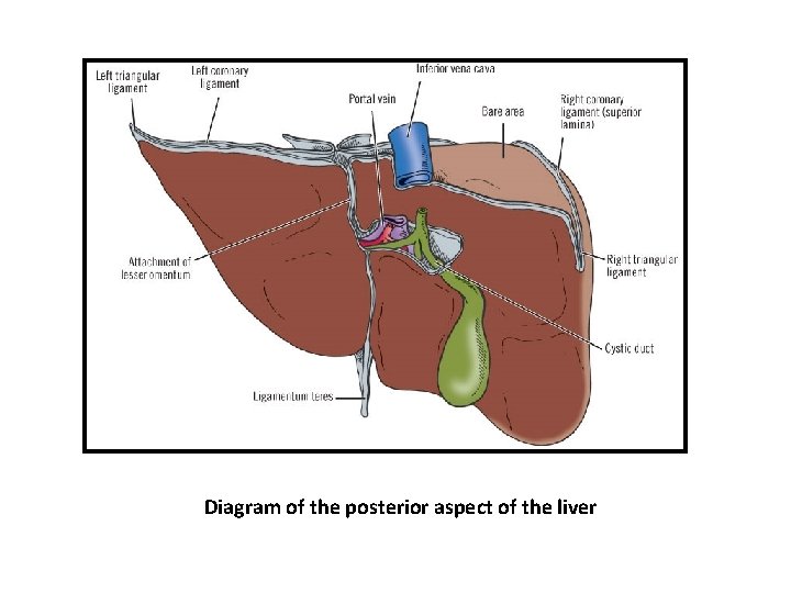 Diagram of the posterior aspect of the liver Diagram of the posterior aspect of the liver
