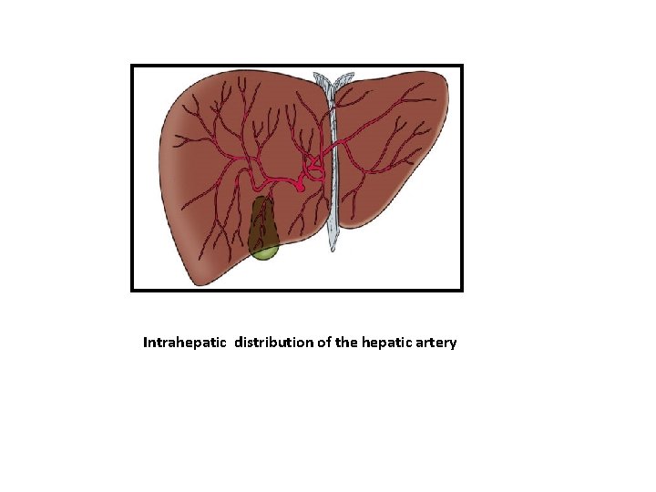 Intrahepatic distribution of the hepatic artery Intrahepatic distribution of the hepatic artery