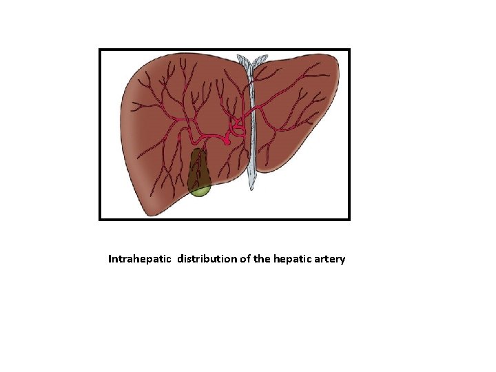 Intrahepatic distribution of the hepatic artery 